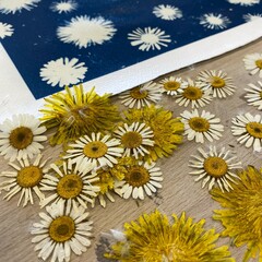 cyanotype / blueprint process with dandelions and daisies in the sun