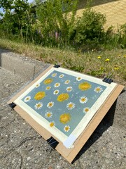 cyanotype / blueprint process with dandelions and daisies in the sun