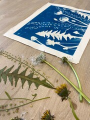 cyanotype / blueprint picture in the making