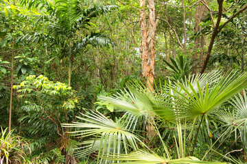 Hiking through dense tropical forest in Far North Queensland, Australia: A lush green canopy envelops the trail, alive with the vibrant chatter of tropical wildlife.