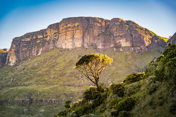 Tree in the sunset light in Royal Natal park in Drakensberg, South Africa