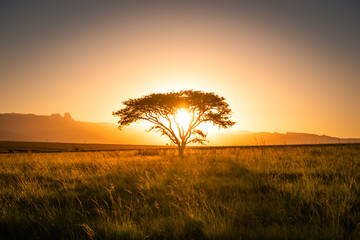 Sun setting behind a tree in Drakensberg, South Africa - obrazy, fototapety, plakaty