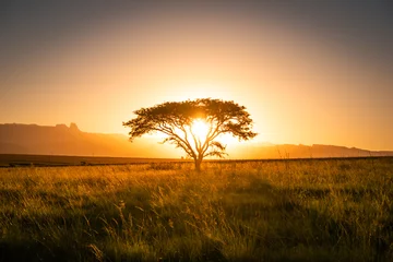 Rolgordijnen Sun setting behind a tree in Drakensberg, South Africa © Yann