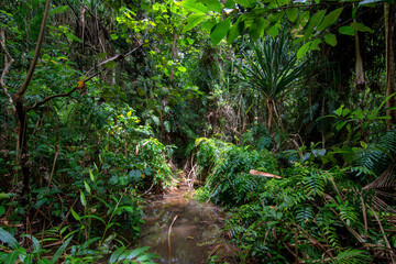 Obraz premium Hiking through dense tropical forest in Far North Queensland, Australia: A lush green canopy envelops the trail, alive with the vibrant chatter of tropical wildlife.