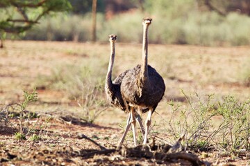 Naklejka premium Neugieriger Strauß