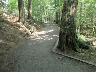 Obraz premium Road through the woods