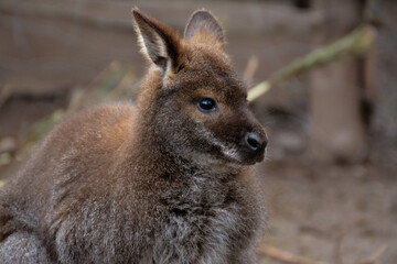 cute red-necked kangaroo, little kangaroo