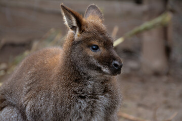 Naklejka na ściany i meble cute red-necked kangaroo, little kangaroo