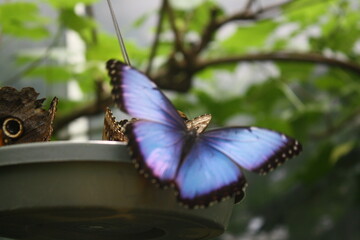 A blue butterfly on a pot