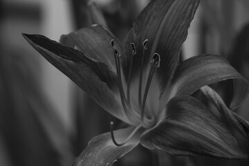 black and white close up of a flower