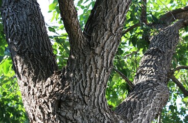 Fototapeta na wymiar A tree in the park