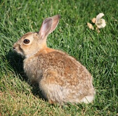 A beautiful bunny in the yard