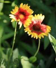 The yellow and red flowers