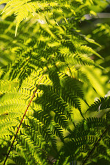 Ferns and tropical plants bask in golden sunlight: Lush foliage glows with warm hues, creating a magical atmosphere in the tropical paradise.