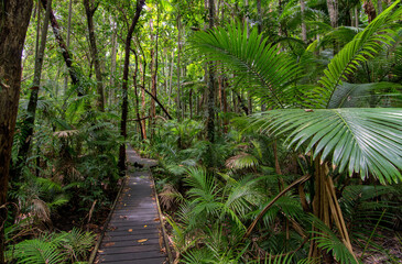 Walking a boardwalk through dense rainforest in Far North Queensland, Australia: Immersed in lush greenery, the boardwalk meanders amidst towering trees, echoing with the symphony of tropical wildlife