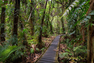 Walking a boardwalk through dense rainforest in Far North Queensland, Australia: Immersed in lush greenery, the boardwalk meanders amidst towering trees, echoing with the symphony of tropical wildlife