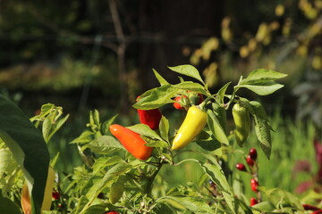 Vibrant Harvest: Red and Yellow Peppers in the Royal Botanic Garden