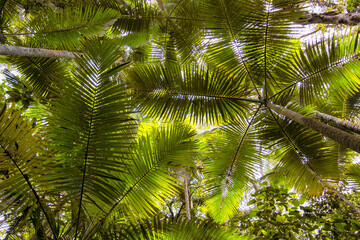 Hiking through dense jungle (rainforest) in the Cairns region, Far North Queensland, Australia: A...