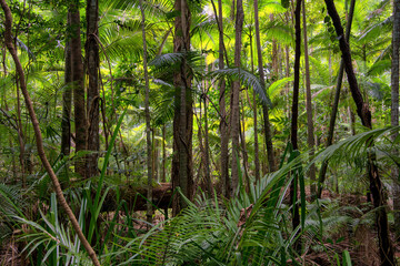 Hiking through dense jungle (rainforest) in the Cairns region, Far North Queensland, Australia: A lush canopy envelopes the trail, alive with the symphony of tropical wildlife.