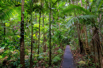Stroll along the boardwalk through the lush rainforest of the Cairns region, Queensland, where verdant foliage and vibrant wildlife await.
