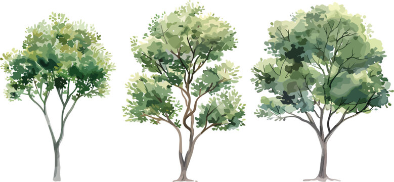 Set of watercolor green tree isolated on white background for landscape and architecture drawing, elements for environment and garden, botanical for section in spring. Watercolor trees collection