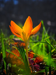 Yellow wild crocus and fresh green grass on beautiful spring morning with sunlight and morning dew in the forest - 744823466