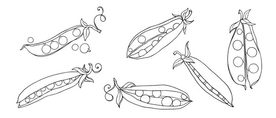 Botanical sketch of green pea pods. Vector graphics.