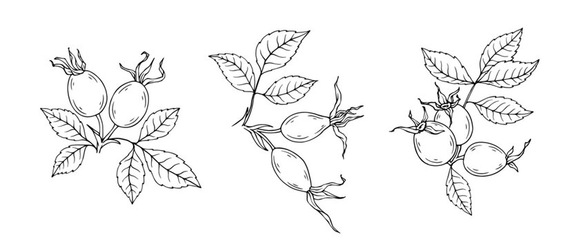 Set of rosehip branches with berries. Vector graphics.