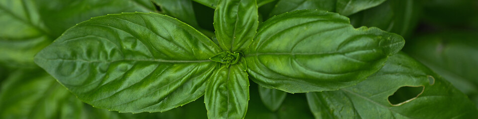 green basil leaves as background, cooking ingredient 