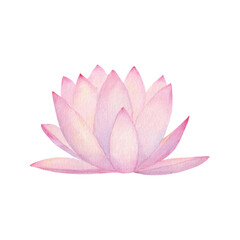 Watercolor pink water lily flower isolated on white background