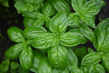 green basil leaf texture as a background, basil leaves closeup, green background basil leaf texture, growing basil in the garden, sustainable development in food	