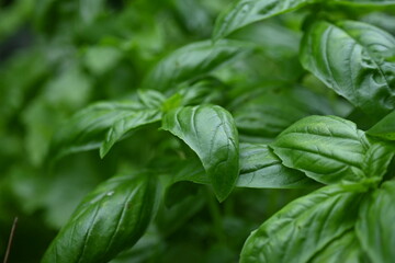 green basil leaf texture as a background, basil leaves closeup, green background basil leaf texture, growing basil in the garden, sustainable development in food	