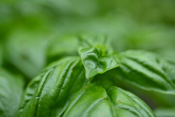 green basil leaf texture as a background, basil leaves closeup, green background basil leaf texture, growing basil in the garden, sustainable development in food	