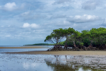 South of Port Douglas, Queensland, Australia, a picturesque beach is lined with mangrove trees,...