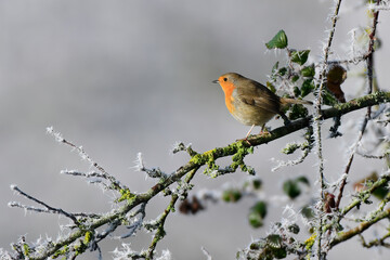 Robin