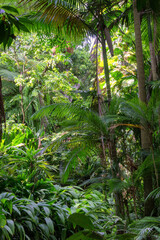 Hiking through dense jungle (rainforest) in the Cairns region, Far North Queensland, Australia: A lush canopy envelopes the trail, alive with the symphony of tropical wildlife.