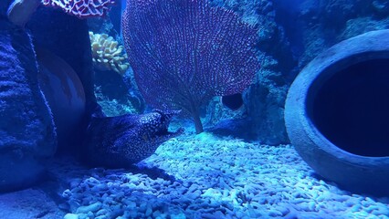 Sealife. Fish Under Water. Aquarium.