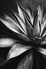 Black and white photograph of an agave plant. Generative AI.