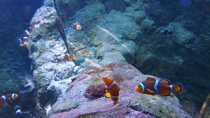 Sealife. Fish Under Water. Aquarium.