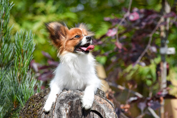 Papillon puppy dog ​​in the spring against the backdrop of a fairy forest © Анна Постернак