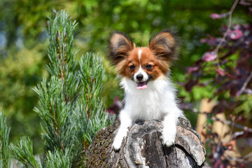 Papillon puppy dog ​​in the spring against the backdrop of a fairy forest