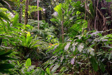 Hiking through dense jungle (rainforest) in the Cairns region, Far North Queensland, Australia: A lush canopy envelopes the trail, alive with the symphony of tropical wildlife.