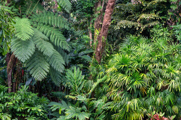 Hiking through dense jungle (rainforest) in the Cairns region, Far North Queensland, Australia: A lush canopy envelopes the trail, alive with the symphony of tropical wildlife.