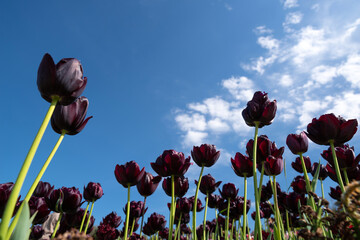 Tulipani scuri