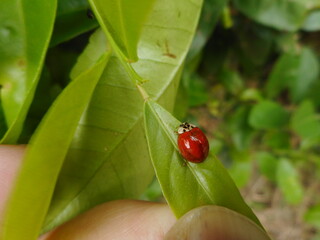 inseto besouro joaninha - Coleoptera