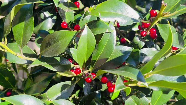 Holly leaves and bright red berries in sunlight in England