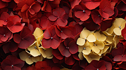 Full frame of red and golden hydrangeas background