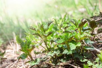 Green young nettle on the lawn in spring on a bright sunny day. Medicinal herbs concept