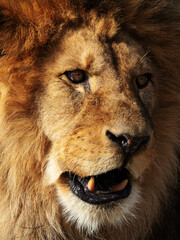 Portrait of a lion. Close-up photo of an open-mouthed lion (Panthera leo leo)