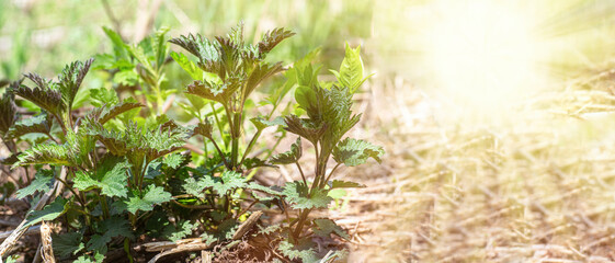 Fresh young green nettle ready to be harvested by herbalist in forest in clearing illuminated by the sun in spring. The concept of useful herbs for cosmetology